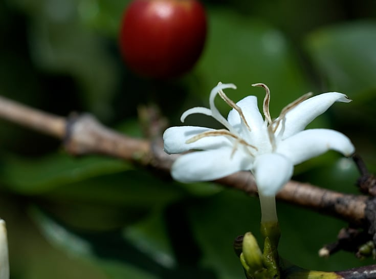 20060614-coffee flower_2