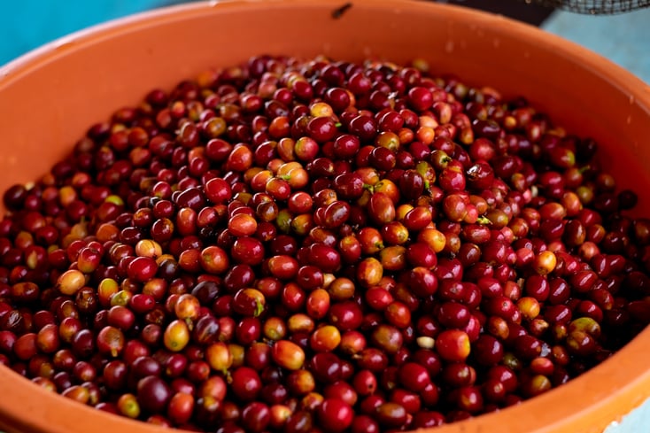 2019_Rwanda_cherries