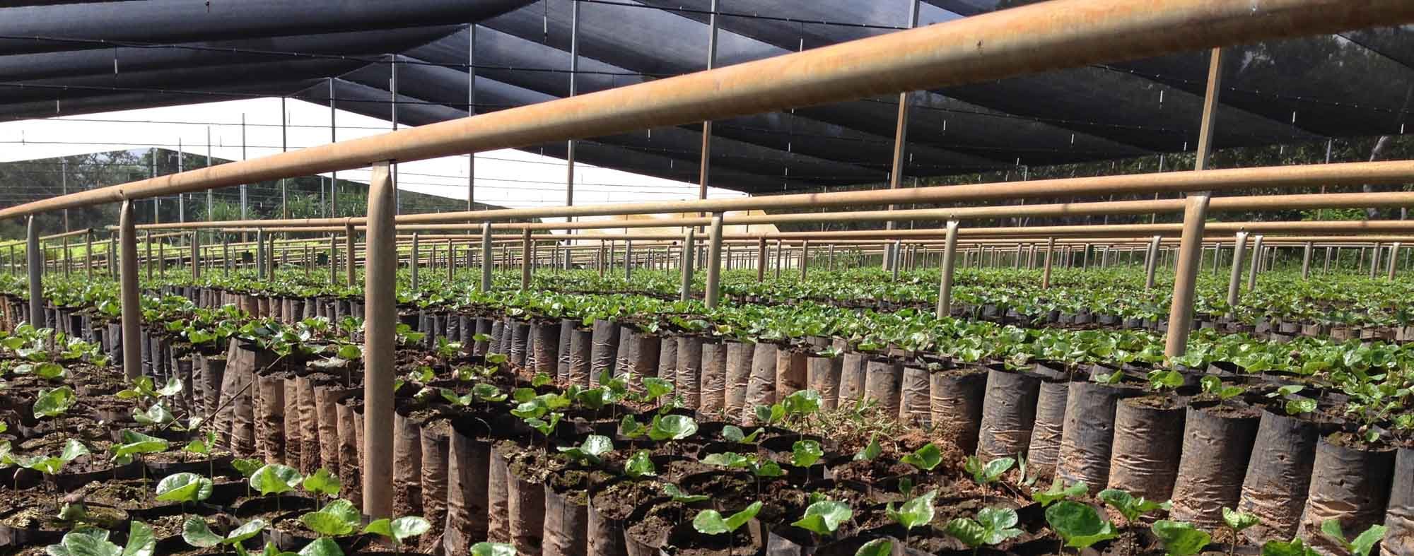 Cesmach Nursery.jpg