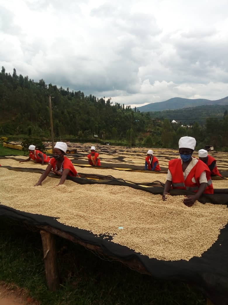 Coffee drying at koakaka