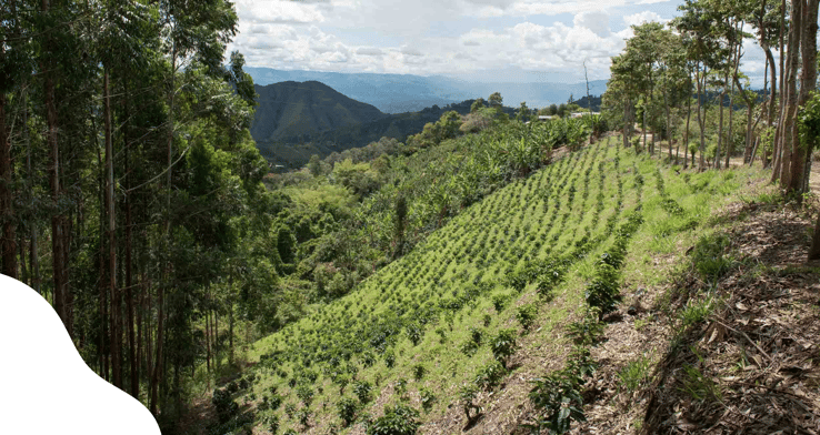 Colombia shape branded