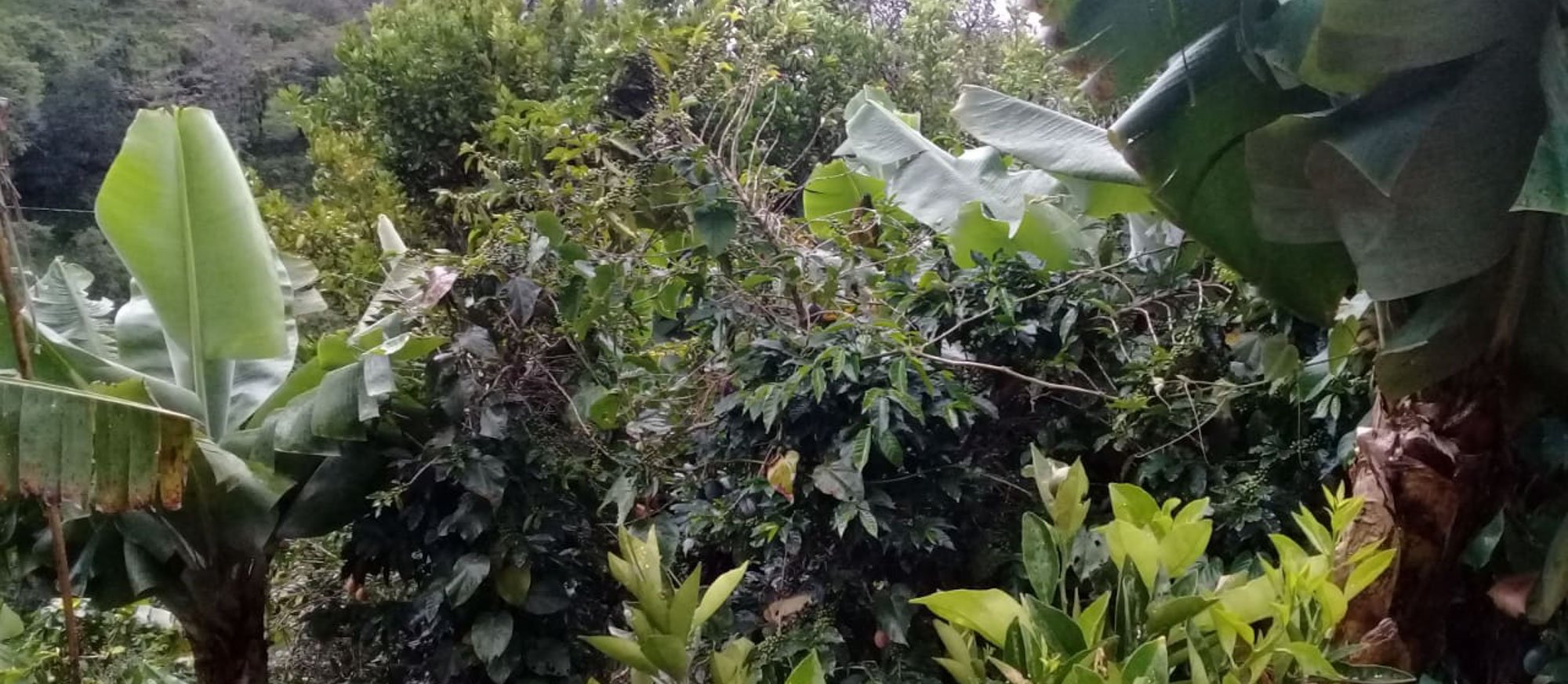 Finca La Productora