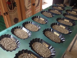 Samples of competing coffee from the state of Oaxaca