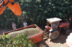 Brazil Harvest