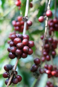 Coffee Cherry
