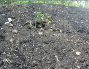 Composting-coffee-pulp