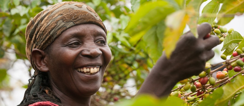 Sustainable Harvest Coffee Importers