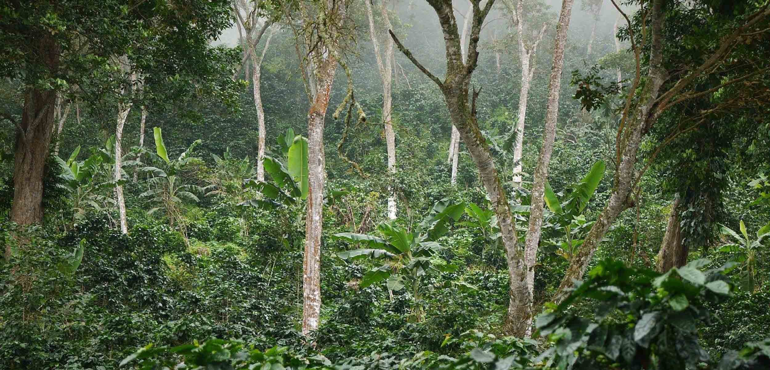 Red Ecolsierra Footer