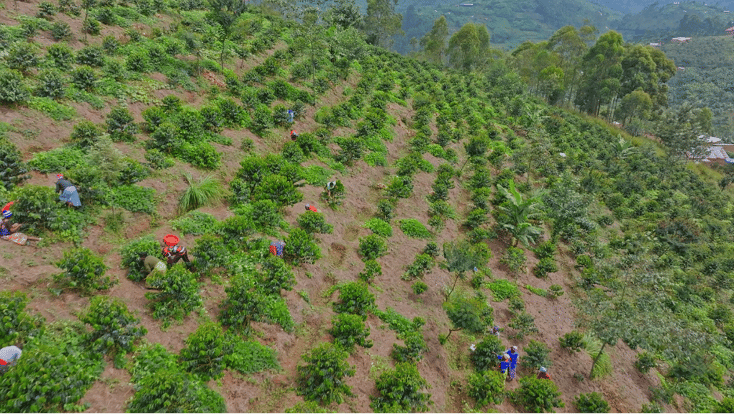 abakundakawafields.png