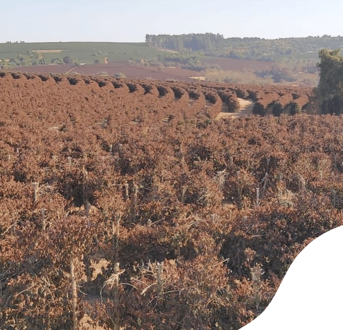 brazil after frost