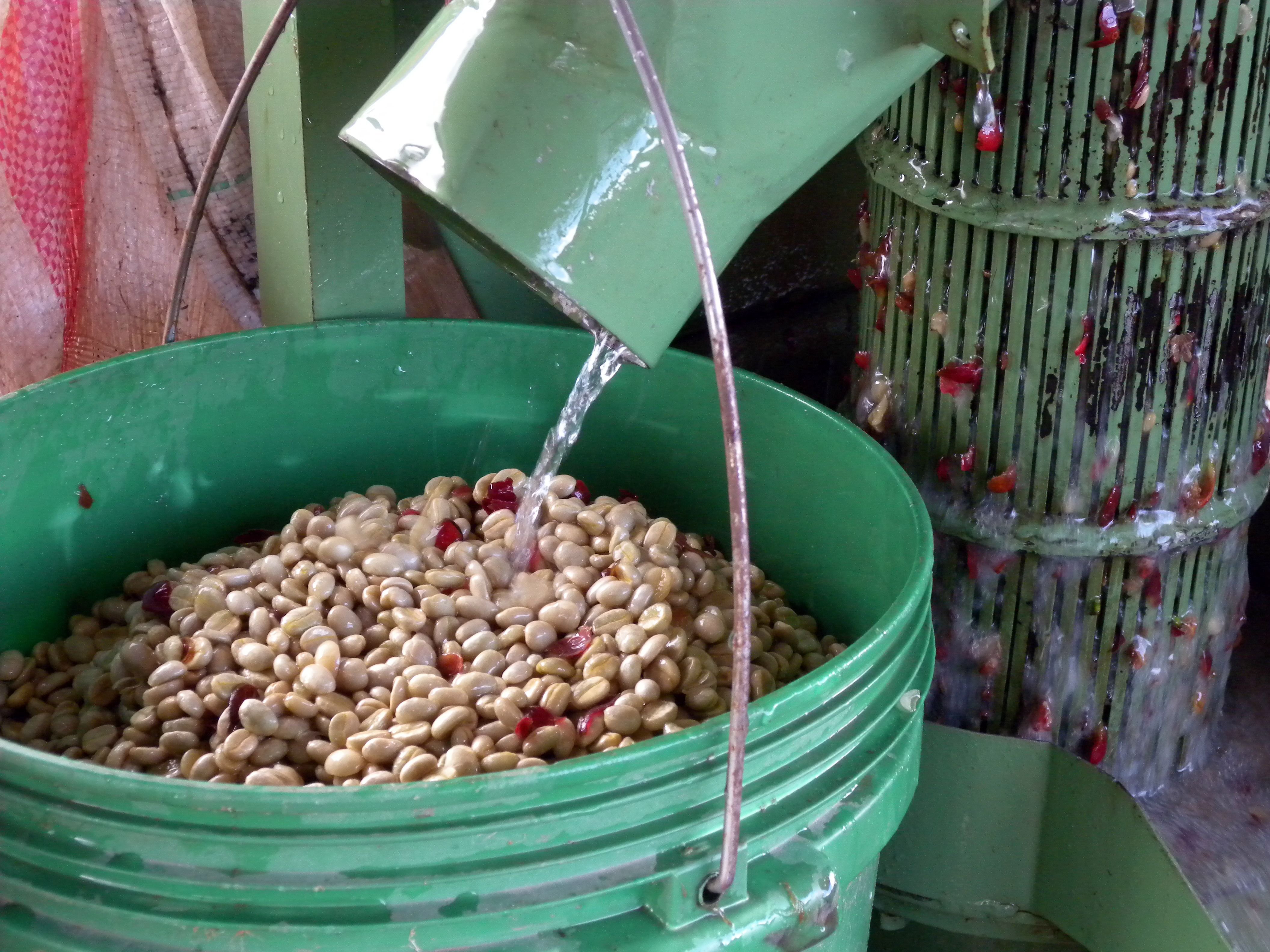 Understanding Coffee Processing: The Traditional Methods