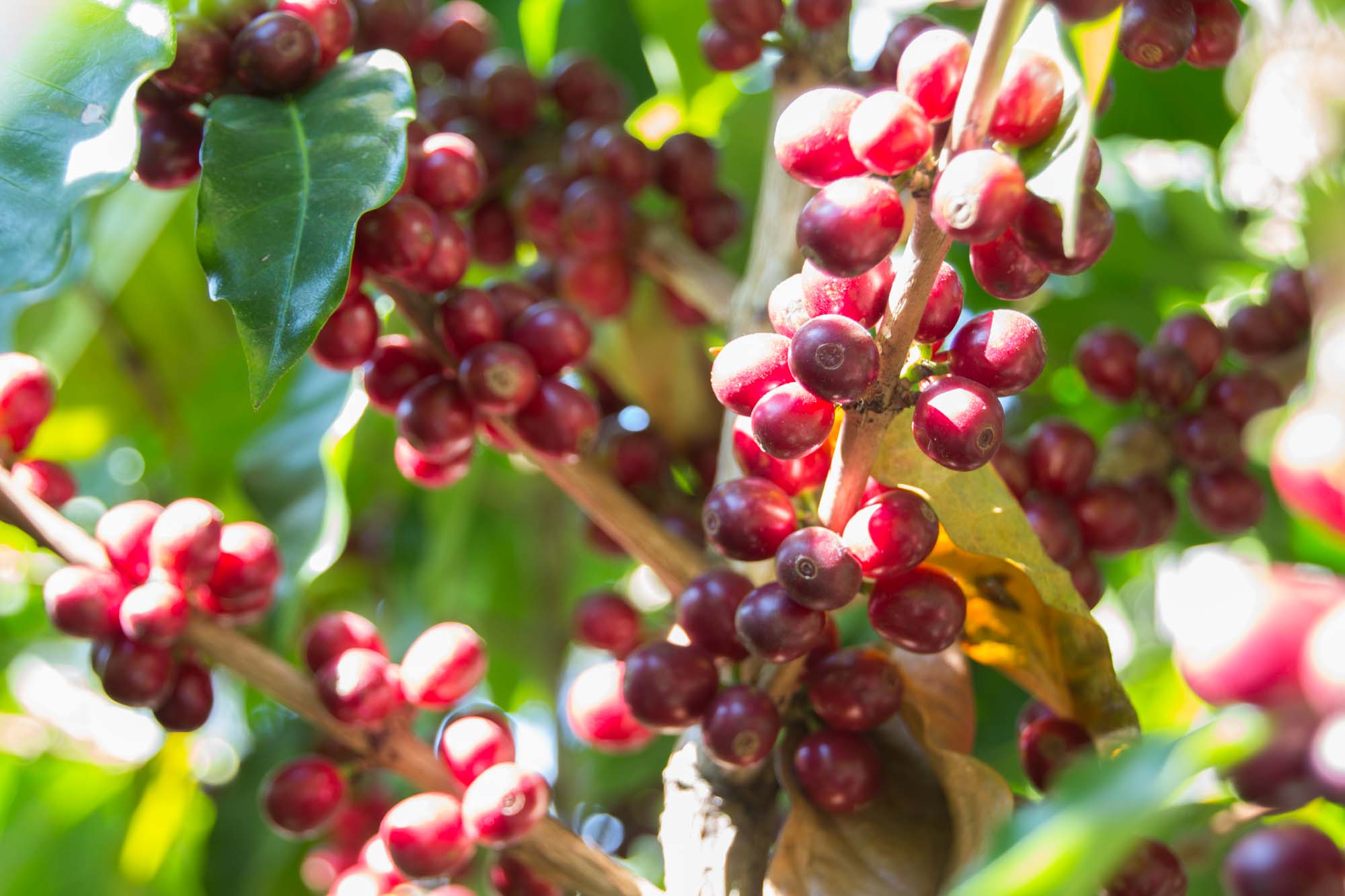 Ripe cherries