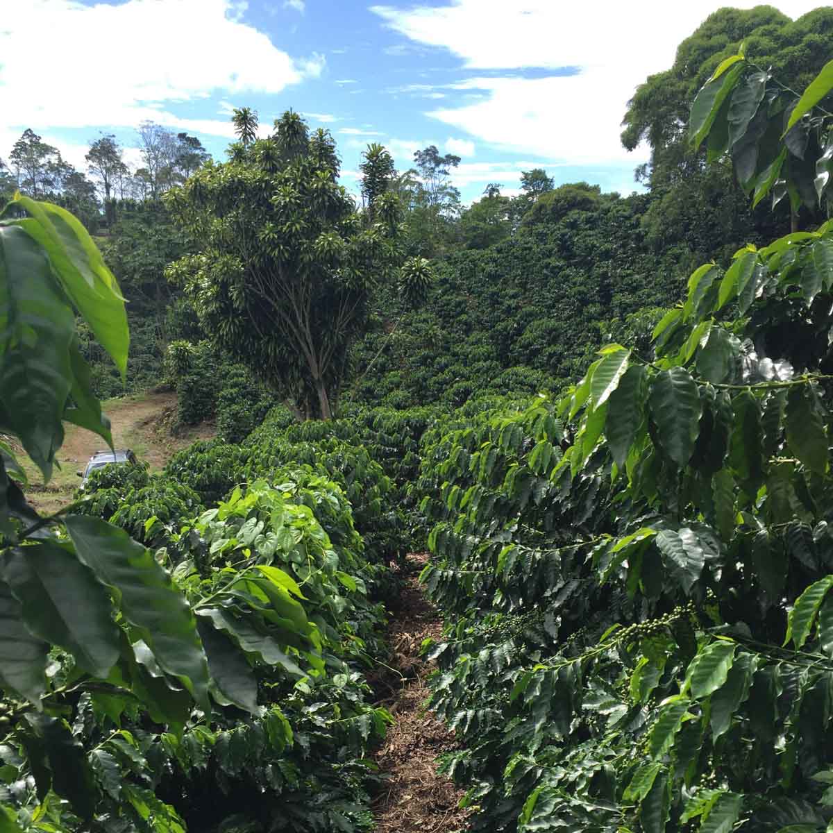 Costa Rican Farm