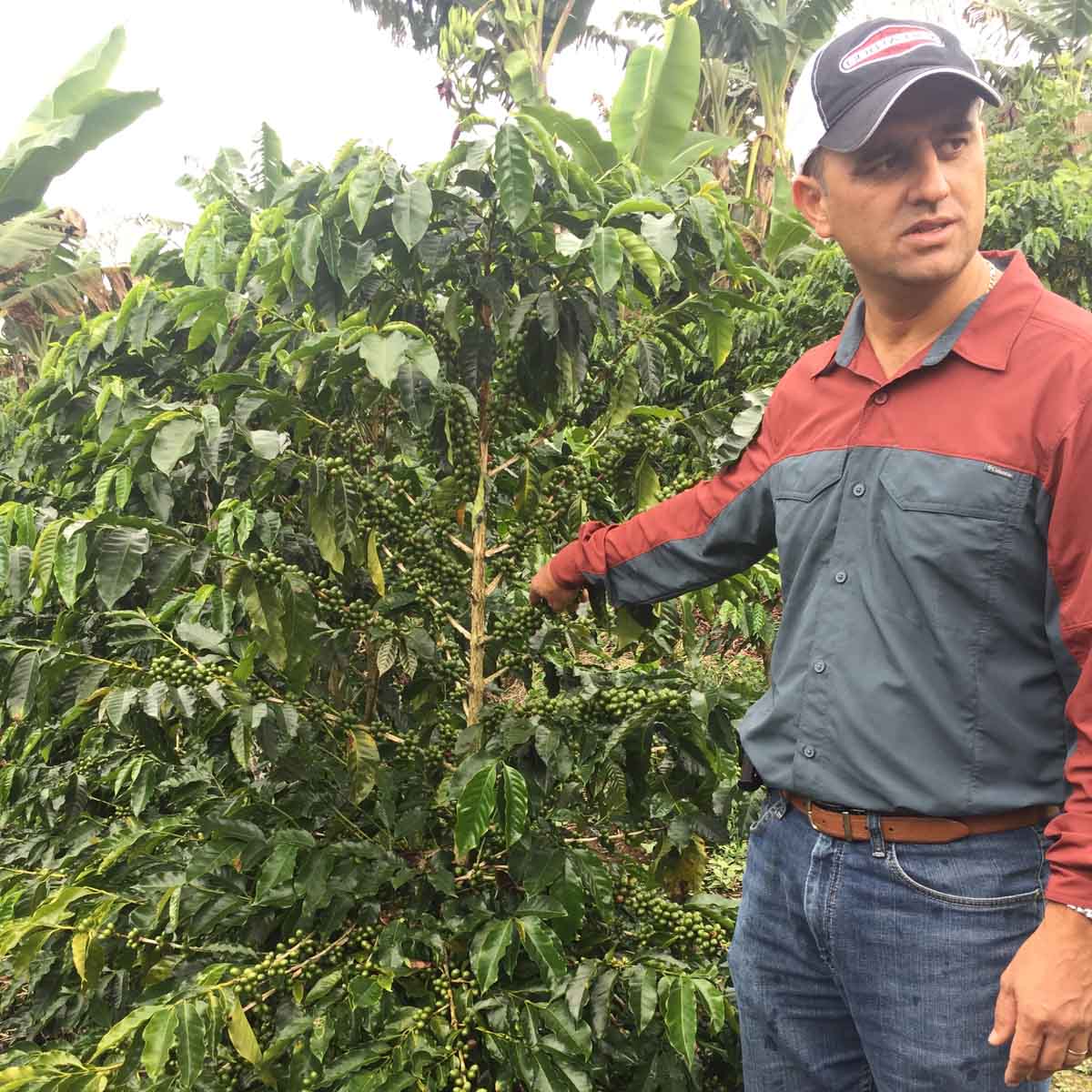 Costa Rican Farm