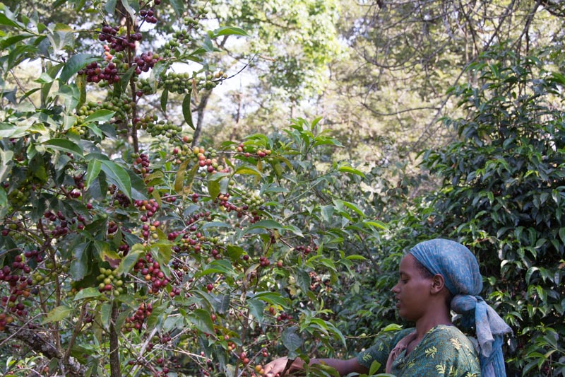 Ethiopia Farm