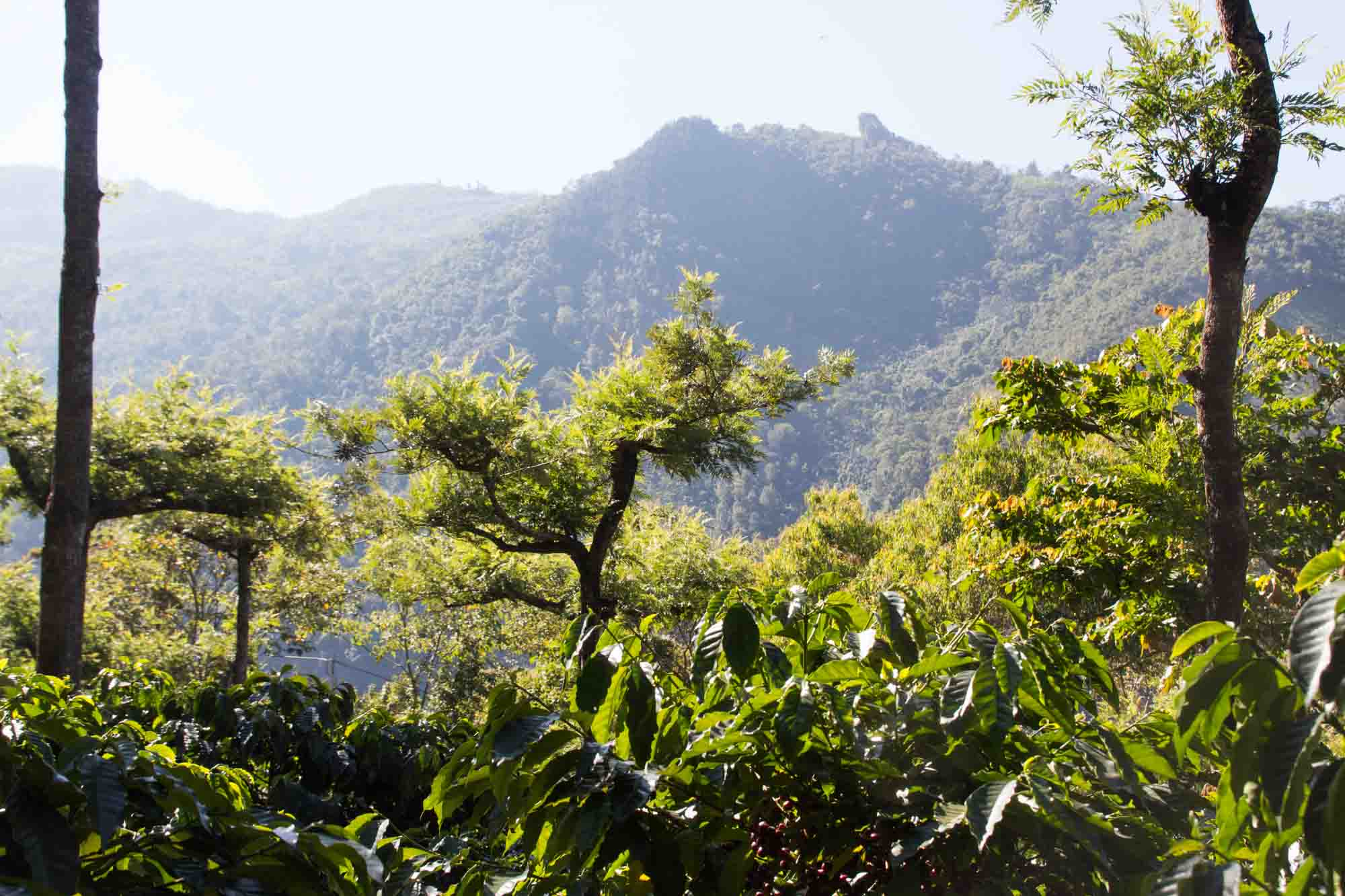 Guatemala Landscape