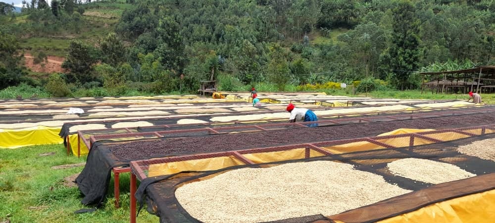Washed Coffee drying (1)